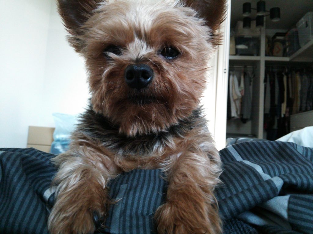 f:id:dogspace:20130608063807j:plain f:id:dogspace:20130608063807j:plain