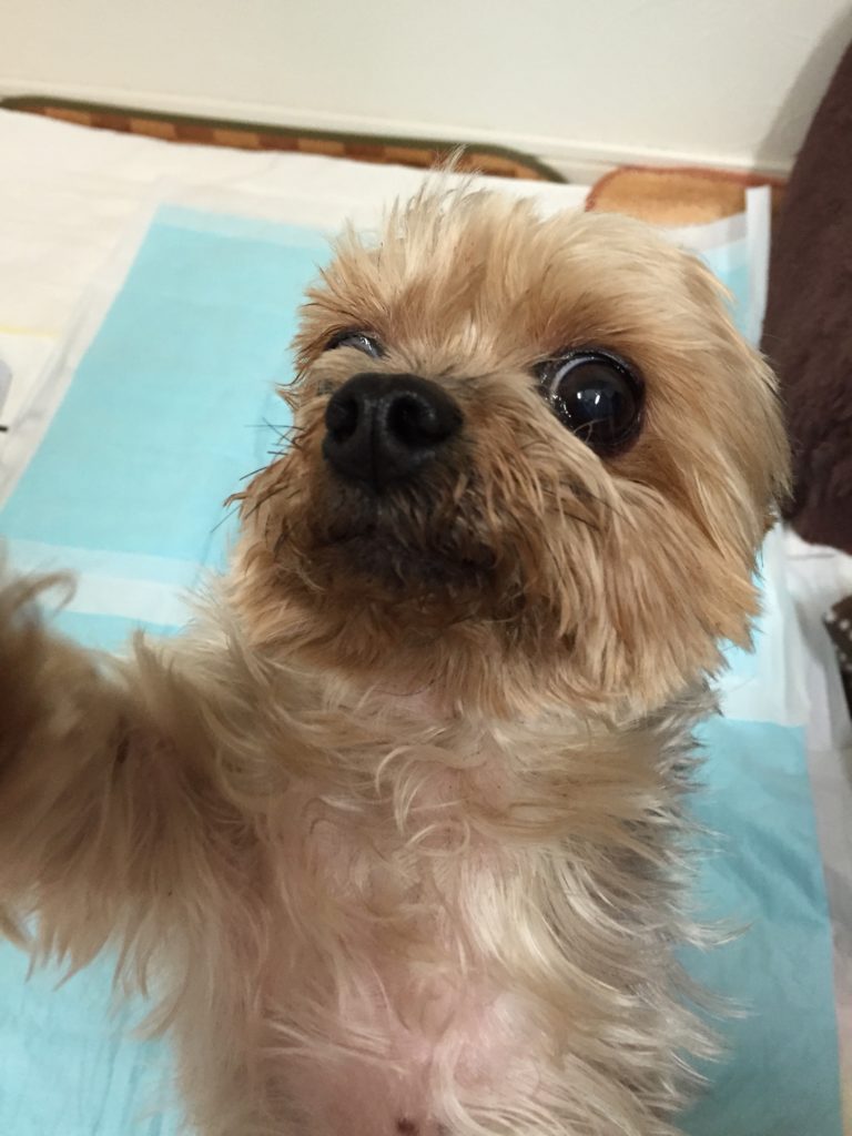 f:id:dogspace:20151220204447j:plain f:id:dogspace:20151220204447j:plain