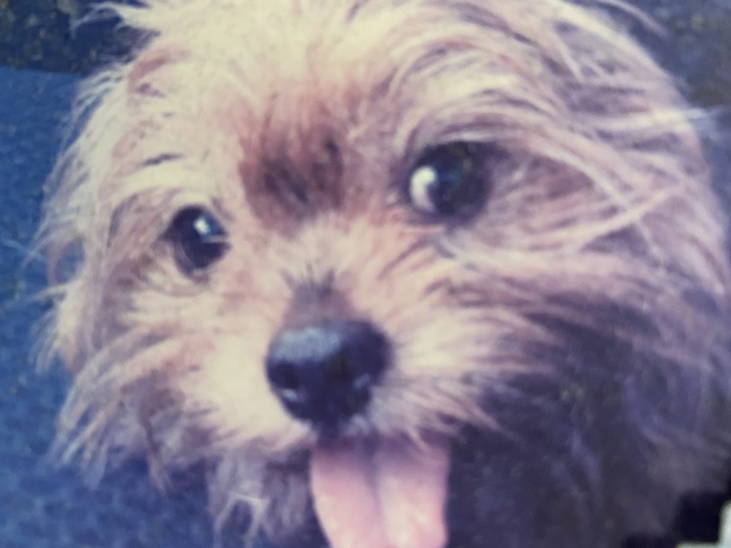 f:id:dogspace:20200224202930j:plain f:id:dogspace:20200224202930j:plain