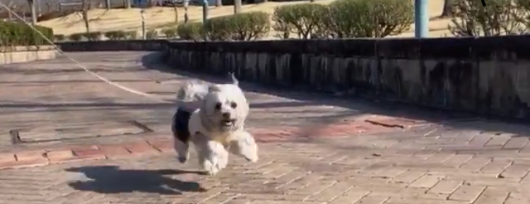 f:id:dogspace:20200225204013j:plain f:id:dogspace:20200225204013j:plain