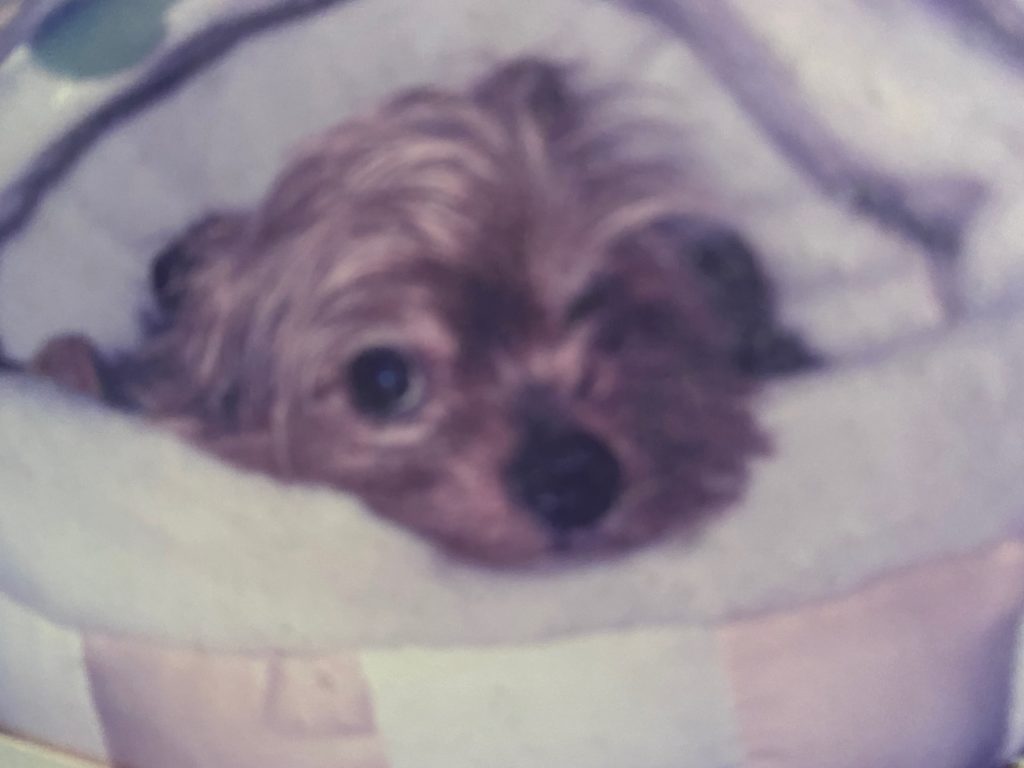 f:id:dogspace:20200302195520j:plain f:id:dogspace:20200302195520j:plain