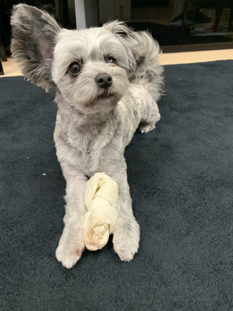 f:id:dogspace:20200318223512j:plain f:id:dogspace:20200318223512j:plain