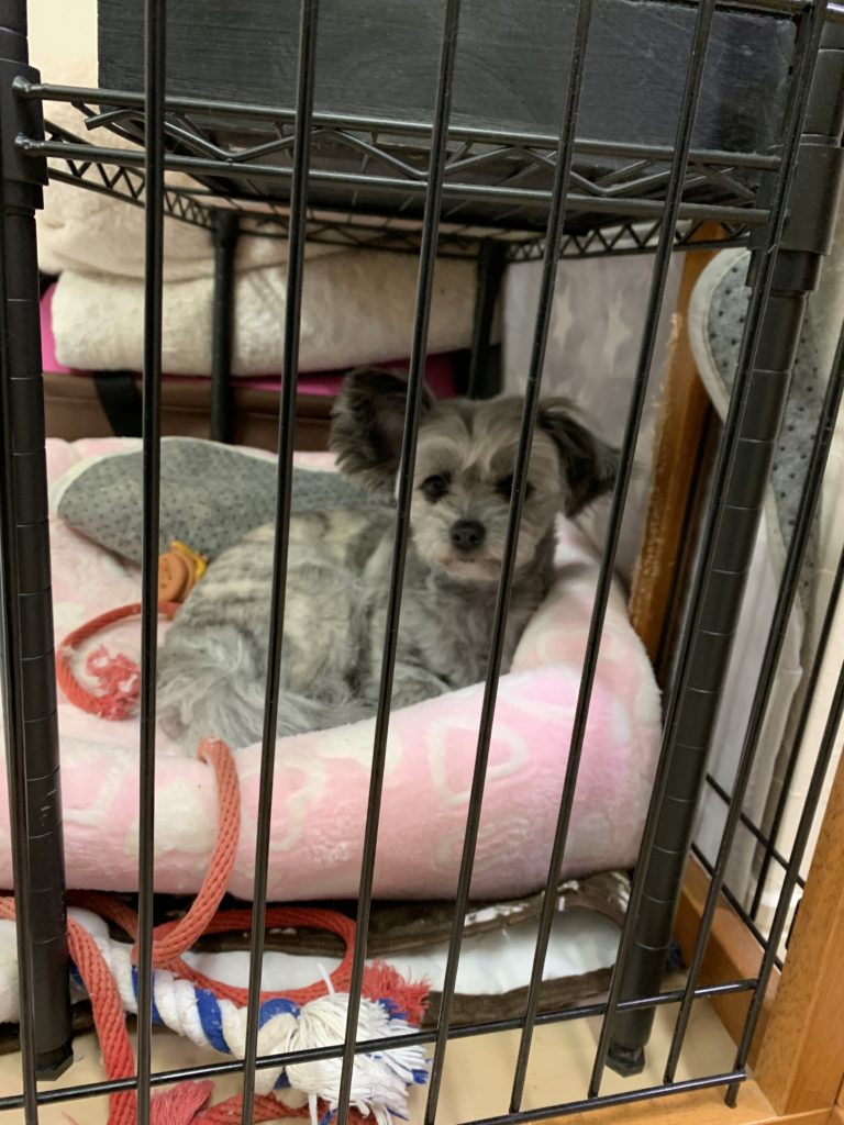 f:id:dogspace:20200312060027j:plain f:id:dogspace:20200312060027j:plain