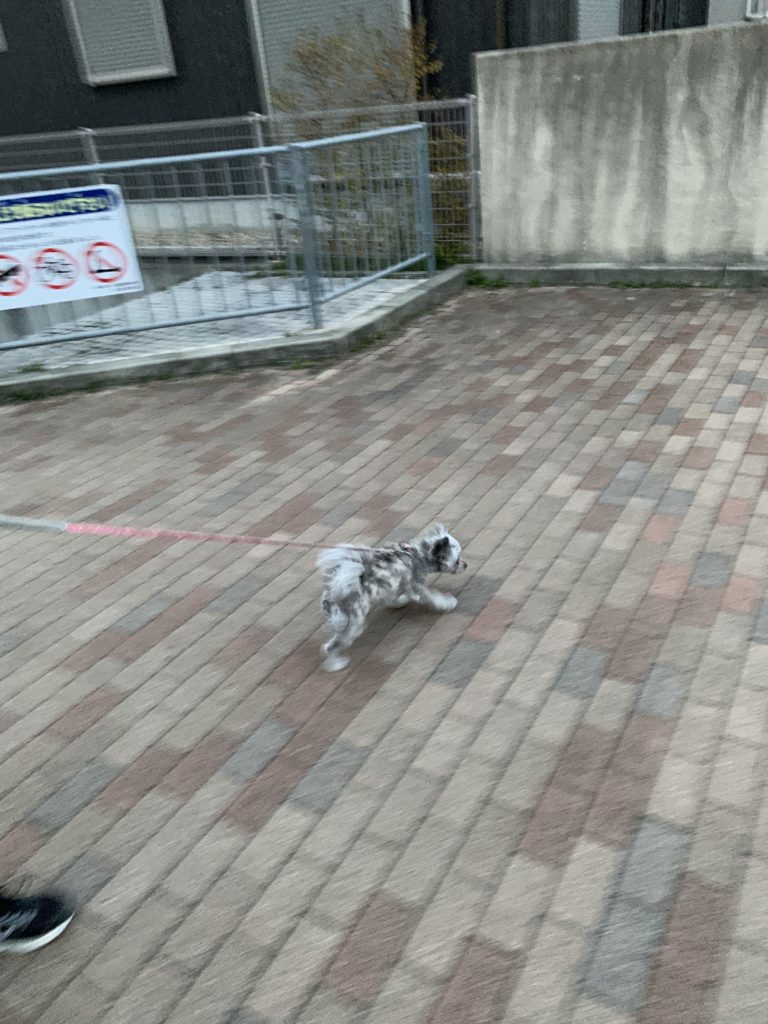 f:id:dogspace:20200325211259j:plain f:id:dogspace:20200325211259j:plain