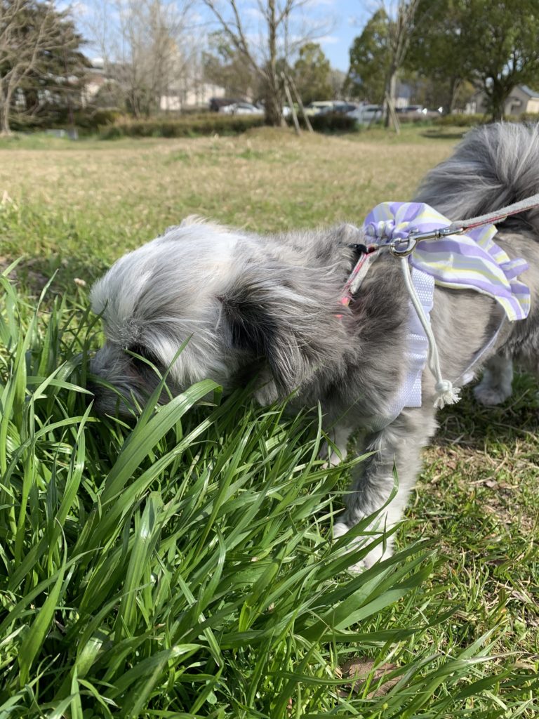 f:id:dogspace:20200325211619j:plain f:id:dogspace:20200325211619j:plain