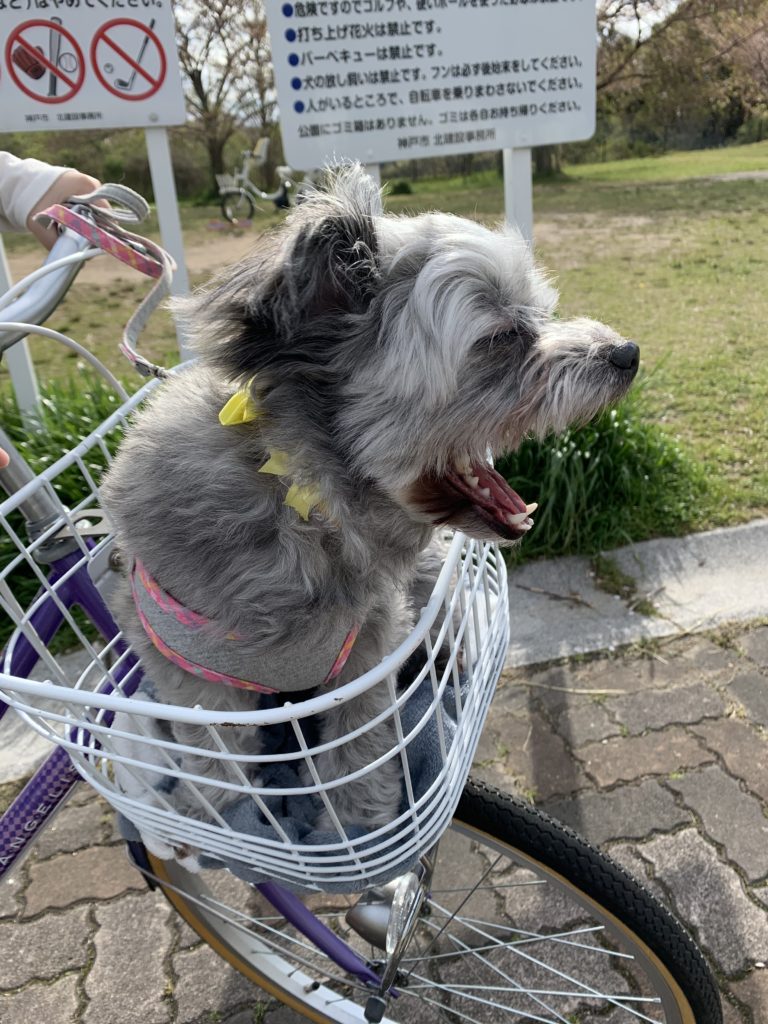 f:id:dogspace:20200429220356j:plain f:id:dogspace:20200429220356j:plain