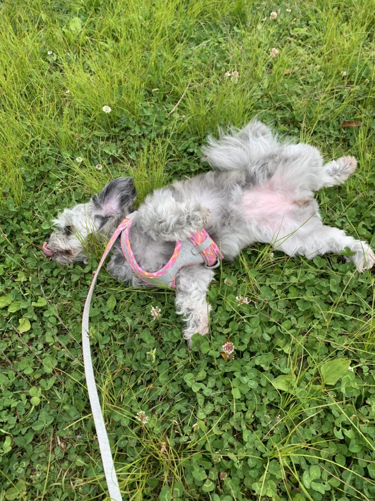 f:id:dogspace:20200504054207j:plain f:id:dogspace:20200504054207j:plain