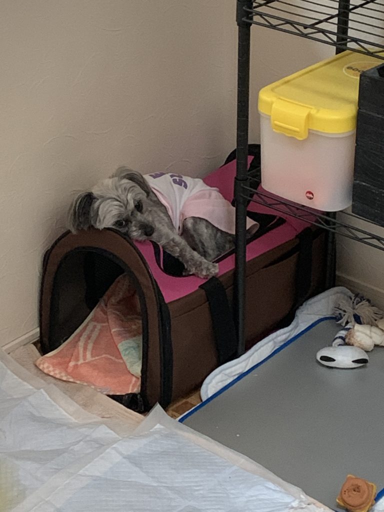 f:id:dogspace:20200325210727j:plain f:id:dogspace:20200325210727j:plain