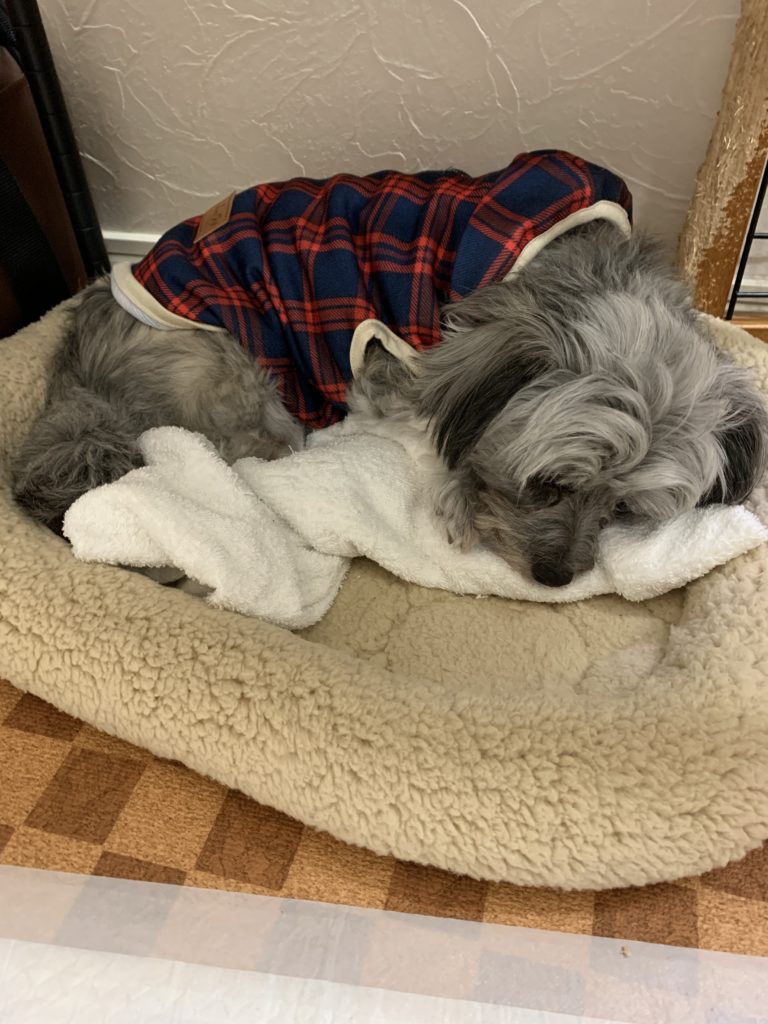 新しい服を着て寝ている犬