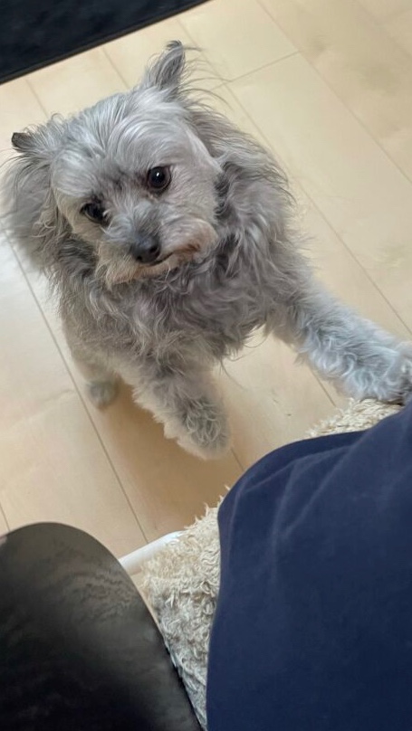 犬が苦手な私が犬の存在に慣れるために取った行動 そばに寄ってくることへの慣れ編 犬が苦手な私が犬と共存できるようになった考え方